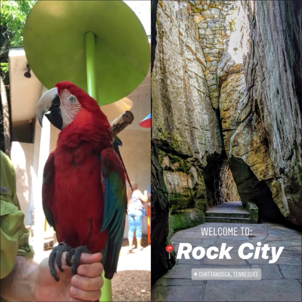 Parrot Mountain and Rock City featured on TDTD’s Snapchat, Instagram.